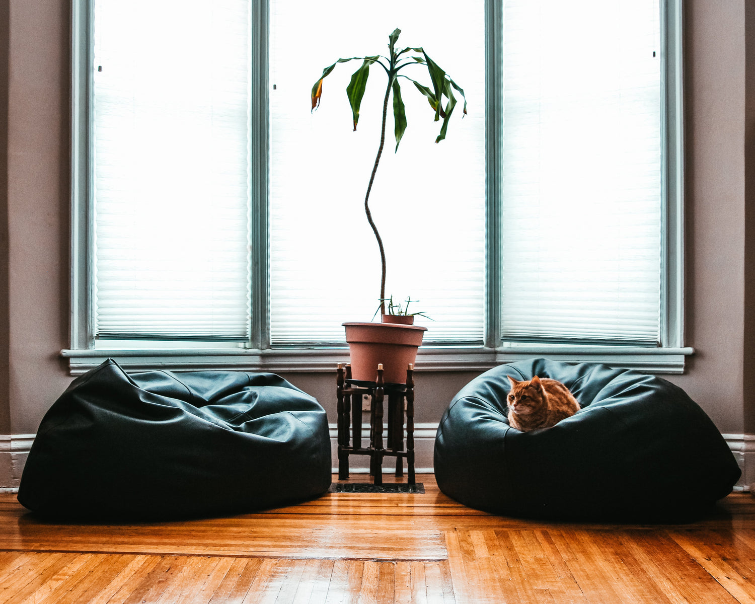 Pet Care