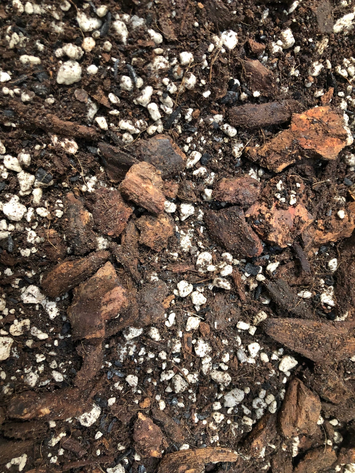 Ficus Premium Potting Mix