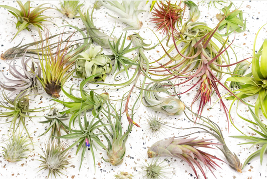 Air Plant