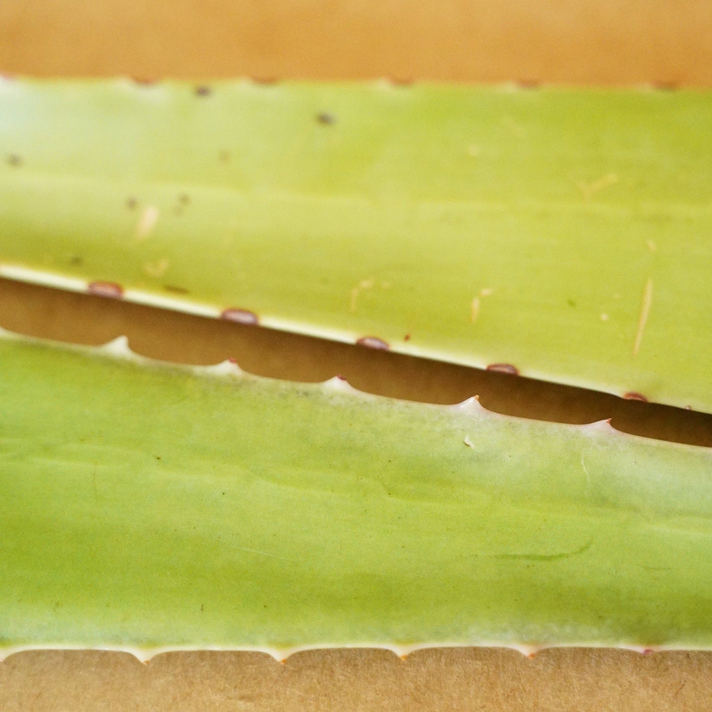 Fresh Aloe Detox Soap