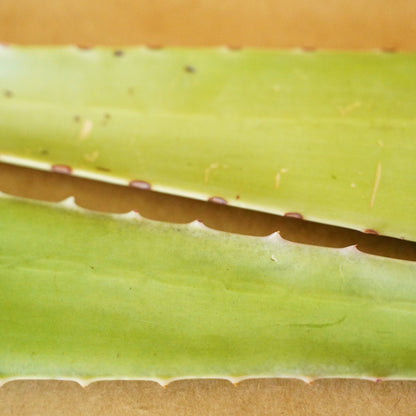 Fresh Aloe Detox Soap